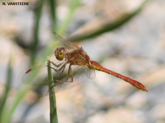 Sympetrum meridionale