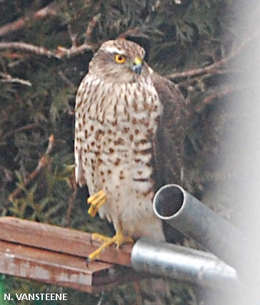 Accipiter nisus