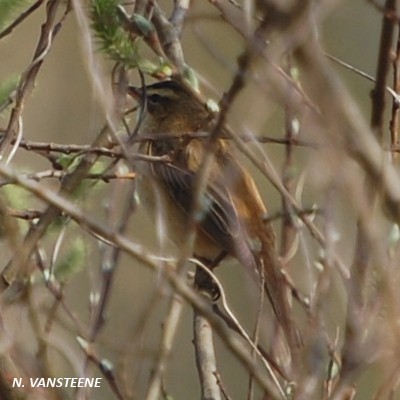 Acrocephalus choenobaenus