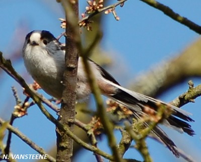 Aegithalos caudatus