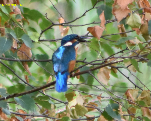 Alcedo atthis