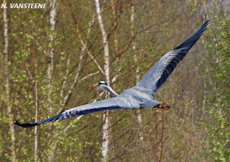 Ardea cinerea