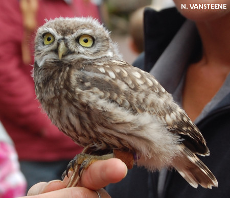 Athene noctua