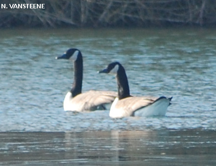 Branta canadensis