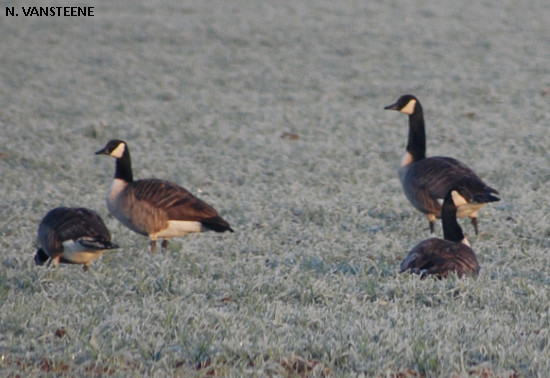 Branta canadensis