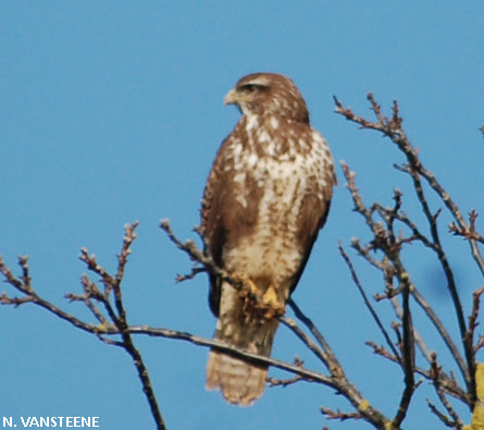 Buteo buteo