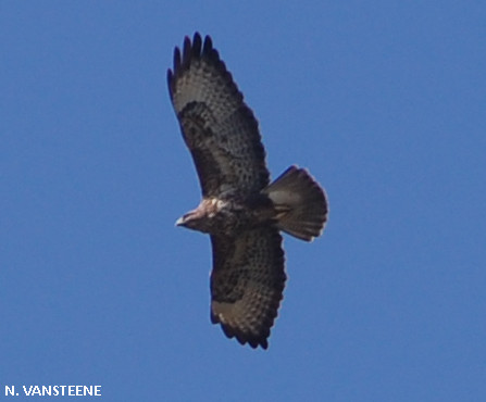 Buteo buteo