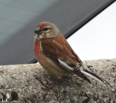 Carduelis cannabina