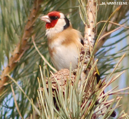 Carduelis carduelis