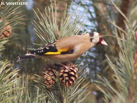 Carduelis carduelis