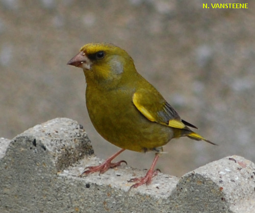 Carduelis chloris