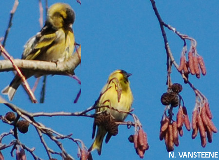 Carduelis spinus