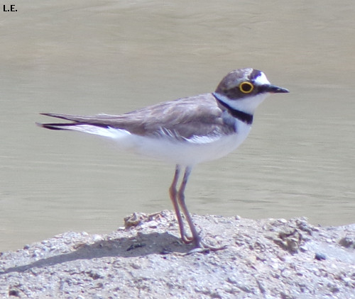 Charadrius dubius