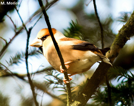 Coccothraustes coccothraustes