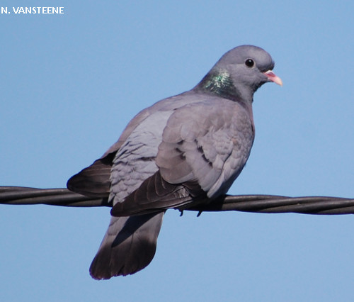 Columba oenas