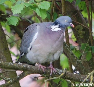 Columba palumbus