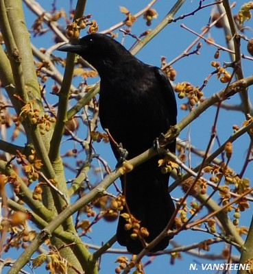 Corvus corone