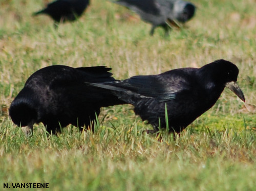 Corvus frugilegus