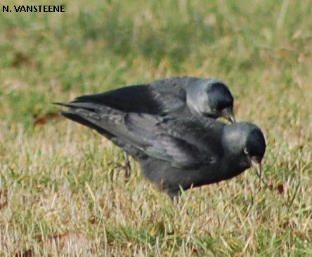 Corvus monedula