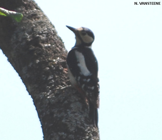 Dendrocopos major