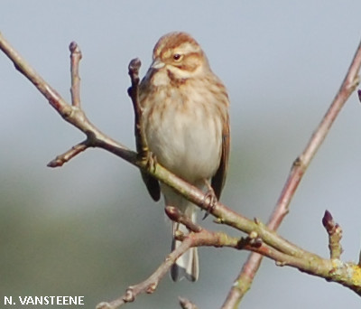 Emberiza schoeniclus