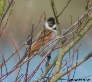 Emberiza schoeniclus