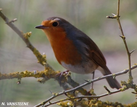 Erithacus rubecula