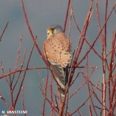 Falco tinnunculus