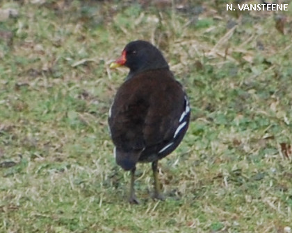 Gallinula chloropus