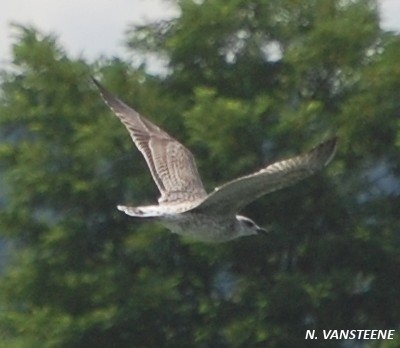 Larus fuscus