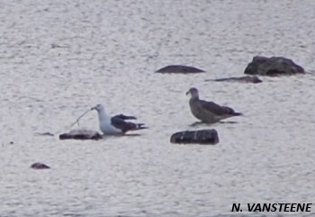 Larus fuscus