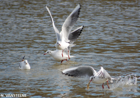 Larus ridibundus