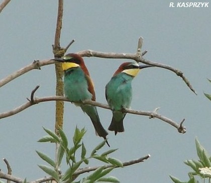 Merops apiaster