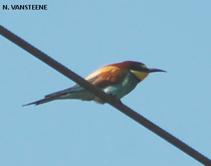 Merops apiaster