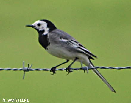 Motacilla alba