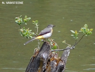 Motacilla cinerea