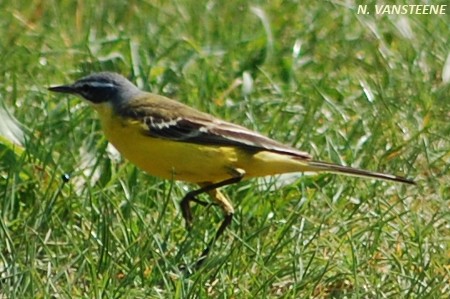 Motacilla flava