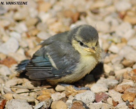 Parus caeruleus