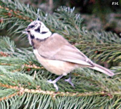 Parus cristatus