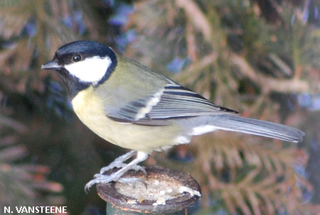 Parus major