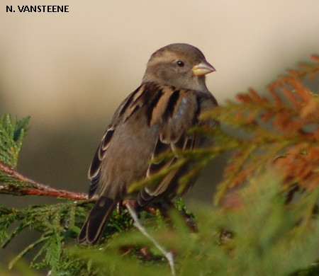 Passer domesticus