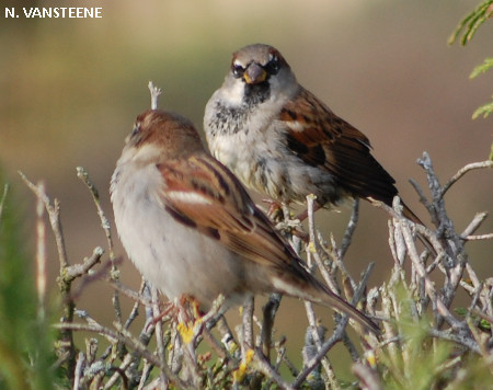 Passer domesticus