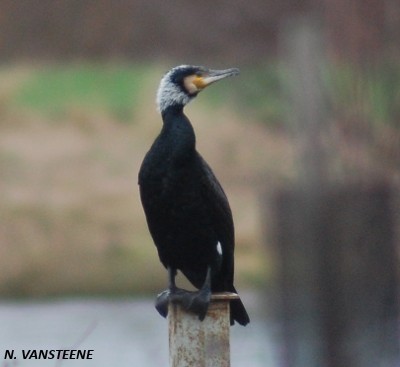 Phalacrocorax carbo