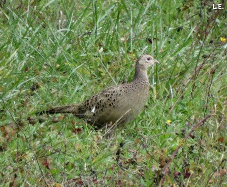 Phasianus colchicus