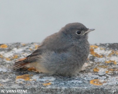 Phoenicurus ochruros