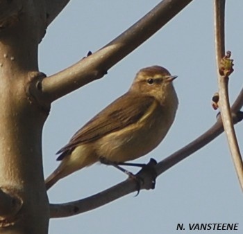 Phylloscopus collybita