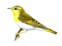 Phylloscopus sibilatrix