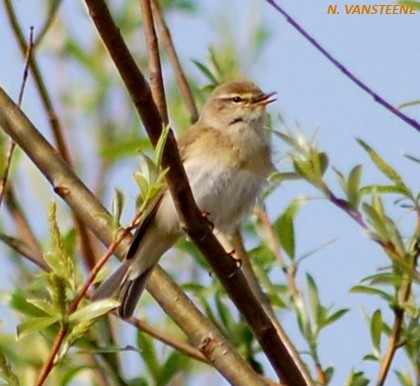 Phylloscopus trochilus