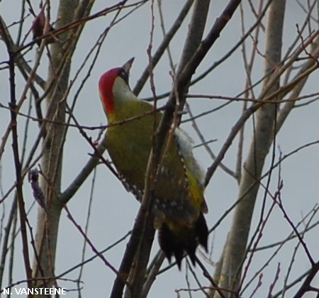 Picus viridis