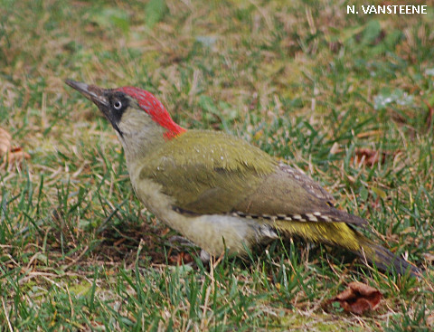 Picus viridis